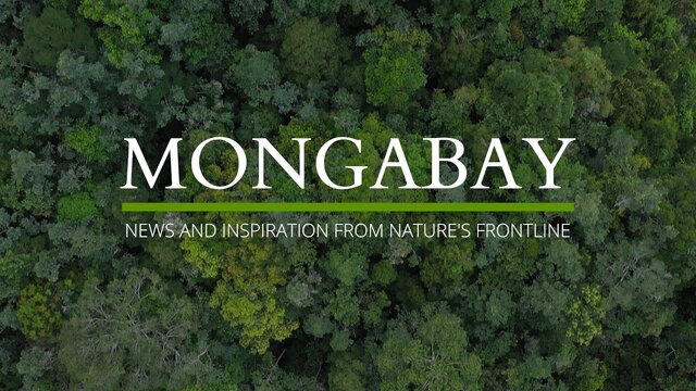  BOURSES MONGABAY AFRIQUE POUR LE JOURNALISME ENVIRONNEMENTAL